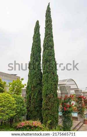 The view of Cupressus sempervirens in Yamate Italian garden, Yokohama, Kanagawa, Japan.
This The home of a diplomat (Historical House) is one of National Important Cultural Properties
 Royalty-Free Stock Photo #2175665711