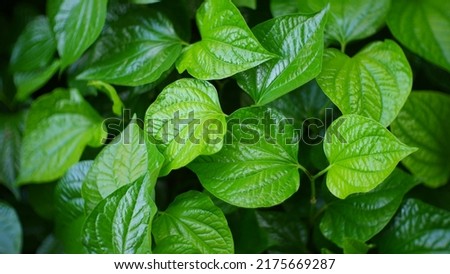 background nature with wild betel,  Pictures for use in agriculture, nature, herbs, food