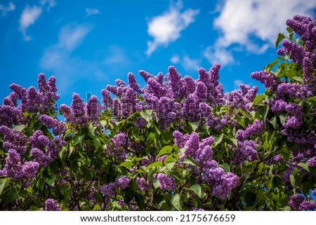 Beautiful and fragrant lilac in the garden. Close-up with a copy of the space, using the natural landscape as the background. Natural wallpaper. Selective focus. Spring