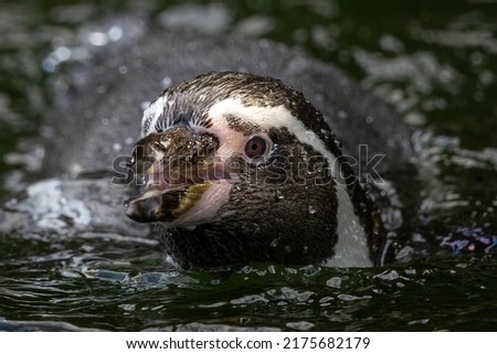 picture of a penguin in the water