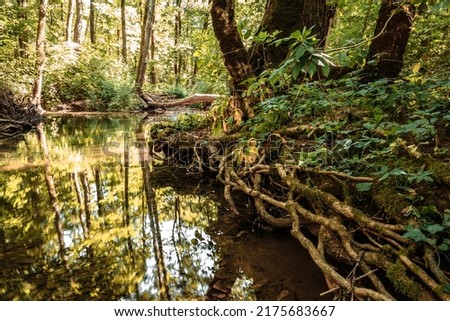 The summer forest is an impenetrable thicket and a forest stream in a mountain gorge.  Impassable blockages of trees roots and logs after high water