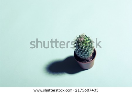 Minimalist layout little cactus on bright blue background with free copy paste space for text.
