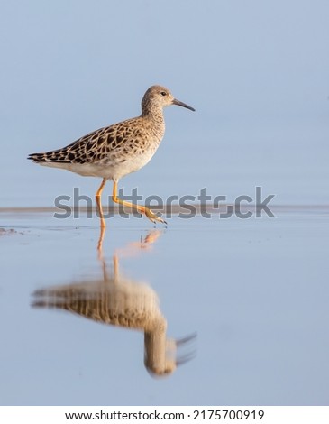 Ruff -  female feeding at the shore of lagoon at the mating season in spring