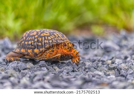 Walking Box turtle. Orange terrapene is crossing the road