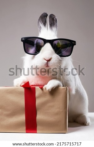 white rabbit with glasses and a gift. Funny fluffy rabbit. Easter bunny
