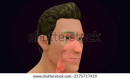 human body with digestive system mouth front and back side view anatomy and physiology 3d illustration