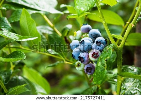 Ripe blueberry berries on the bush. Homegrown huckleberry in the backyard close up. Highbush or tall blueberry cluster. Harvest of blueberry in the garden Royalty-Free Stock Photo #2175727411