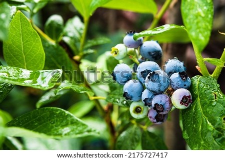 Ripe blueberry berries on the bush. Homegrown huckleberry in the backyard close up. Highbush or tall blueberry cluster. Harvest of blueberry in the garden Royalty-Free Stock Photo #2175727417