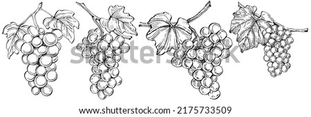Hand drawn grapes sketch. Wine vine close up outline, leaves, berries. Black and white clip art isolated on white background. Antique vintage engraving illustration for design wine.