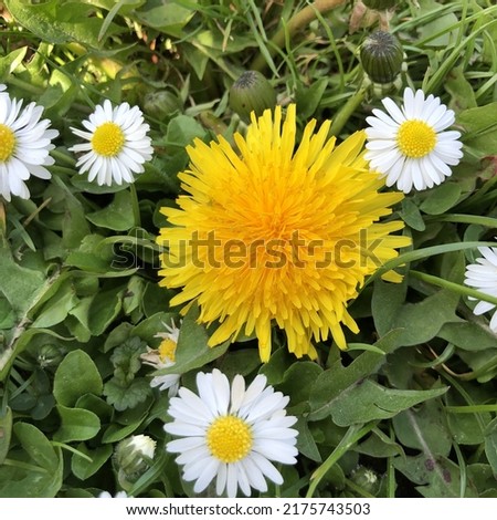 Macro photo yellow dandelion and white daisy  flowers. Stock photo nature flower background