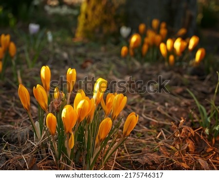 Low growing crocus, stems grow underground, orange flowers symbolizing rebirth, change, joy and romantic devotion. Beautiful wild orange flowers growing in the forest or woods Royalty-Free Stock Photo #2175746317