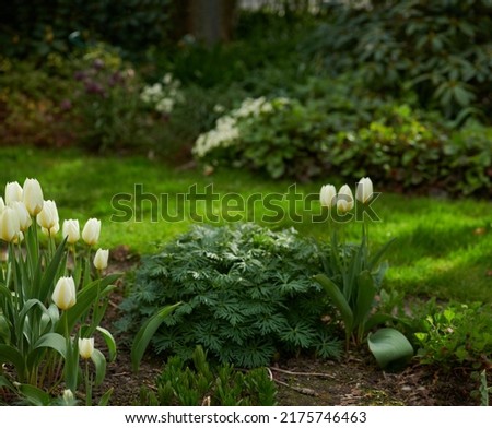 Tulips growing in a lush green backyard garden. Beautiful flowering plant blooming on the lawn. Pretty white flowers budding among greenery in spring. Flora flourishing on a grass plot in nature Royalty-Free Stock Photo #2175746463