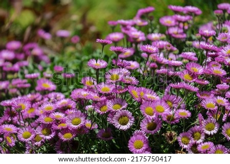 Erigeron glaucus is a species of flowering plant in the family Asteraceae known by the common name seaside fleabane, beach aster, or seaside daisy. Royalty-Free Stock Photo #2175750417