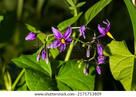Bittersweet nightshade, Solanum dulcamara, flowers and buds with leaves close up. Royalty-Free Stock Photo #2175753809