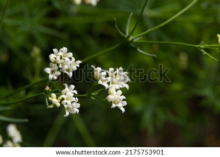 Macro photo of a flower of a waxy bedstraw plant, Galium glaucum.