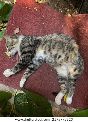 photo of pregnant cat mommy cat mammal with white and gray fluffy lying down to rest to sleep on green leaves and red colorway