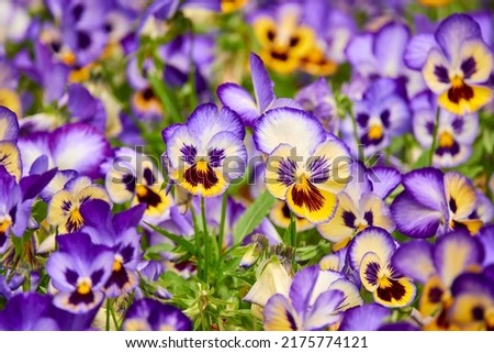 Viola wittrockiana Gams ex Kappert. Garden pansy is type of large-flowered hybrid plant. It is hybridization from Melanium (pansies), particularly Viola tricolor Hortensis, wildflower heartsease.