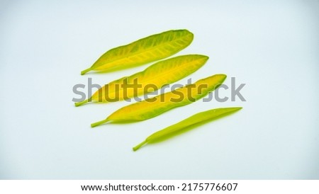 Yellow Codiaeum variegatum (garden croton or variegated croton) foliage with flowers, Croton leaves on branch isolated on white background with clipping path