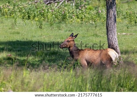The elk ( Cervus canadensis) on a meadow. The elk known as wapiti - doe on the pasture.