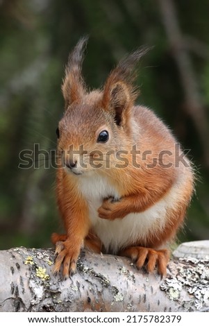 Cutest little wild red squirrel (Sciurus vulgaris)