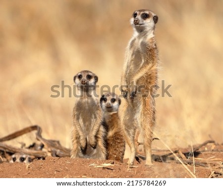 Inquisitive Meerkat family coming to see who's out there