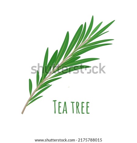 Vector illustration, leaves of tea tree or Melaleuca alternifolia, isolated on white background. Royalty-Free Stock Photo #2175788015