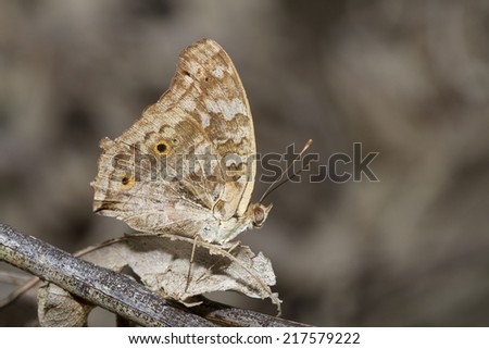 butterfly, Junonia Lemonias (Linnaeus)