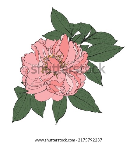 Decorative line and simple colored peony flowers, design elements. Can be used for cards, invitations, banners, posters, print design. Golden floral background in line art style.