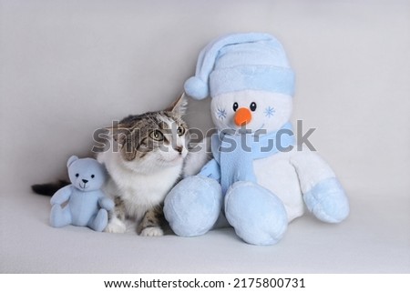 Cat sitting with a blue toy Snowman on a white  background. Kitten close up. Cat in winter. Merry Christmas. Happy New Year greeting card. 2023. Place for text. Tabby. Home pet.