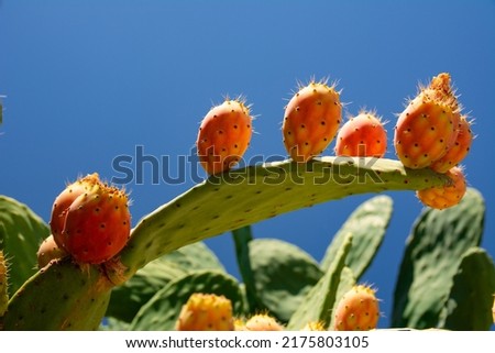 Opuntia Ficus Indica, the prickly pear. Ripe orange and yellow fruits of cactus and green thick leaves with needles. A species of cactus with edible fruits. Barbary fig fruits, cactus spines. Royalty-Free Stock Photo #2175803105