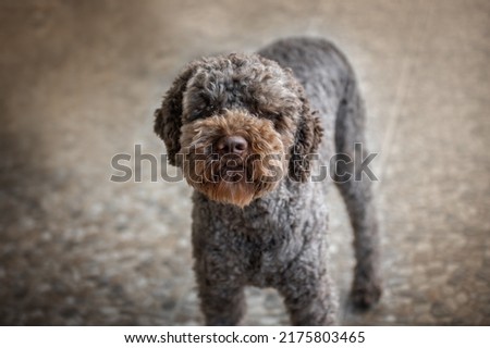 Portrait of Lagotto Romagnolo truffle dog in outdoors.