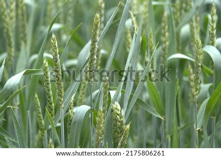 Common wheat (Triticum aestivum), also known as bread wheat, is a cultivated wheat species. Royalty-Free Stock Photo #2175806261