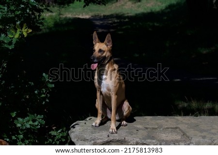 Beautiful belgian shepherd dog sitting in full light and looking carefully away.