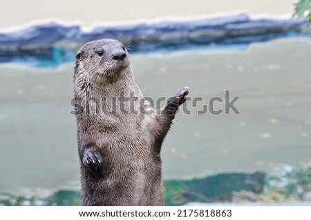 Cute North American river otter standing showing streamlined shape and front paws