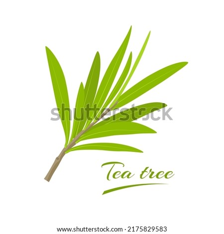 Vector illustration, leaves of tea tree or Melaleuca alternifolia, isolated on white background Royalty-Free Stock Photo #2175829583