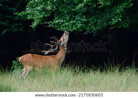 Red deer male eating leaves from a beech tree, summer, north rhine westphalia,  (cervus elaphus), germany Royalty-Free Stock Photo #2175830603