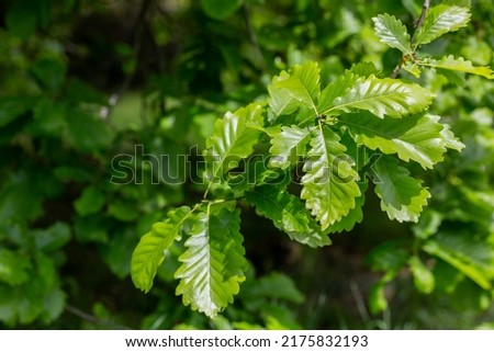 Leaves of a Common oak Quercus robur in spring, natural leafy background