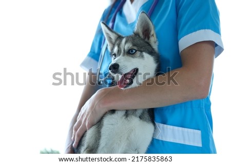 Veterinarian and beautiful little husky dog in veterinary clinic