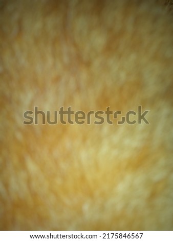 Not focussed a close up of cat's fur