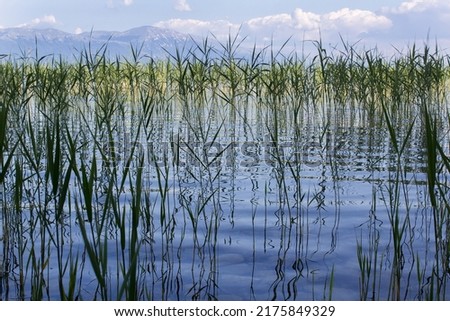 Green grass reflection on blue water surface water of like 