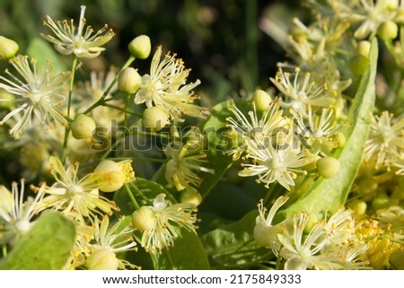 Linden American Tilia tree leaves with golden flowers on green natural background Royalty-Free Stock Photo #2175849333