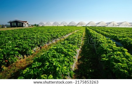 Hothouse used for growing strawberries in Karelia. Greenhouses for young strawberry plants on the field. Strawberry plantation. Long rows Royalty-Free Stock Photo #2175853263