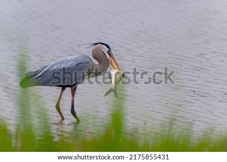 A bird with fish. The great blue heron using its sharp beak to strike the prey several time to kill before swallow it. Feeding  behavior of Herodias. Food chain. Royalty-Free Stock Photo #2175855431