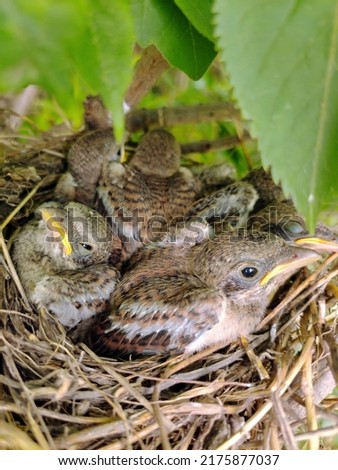 Several small gray chicks in the nest close-up hid under the leaves