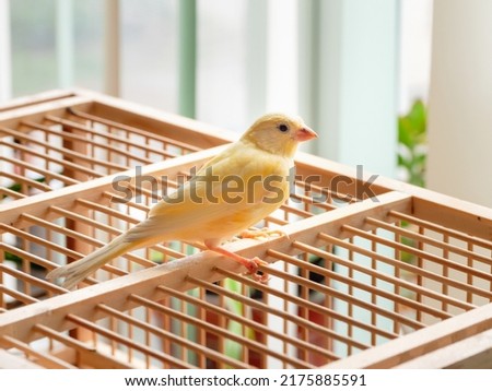 Young male Curious orange canary looks straight sitting on a cage on a light background. Breeding songbirds at home. Royalty-Free Stock Photo #2175885591