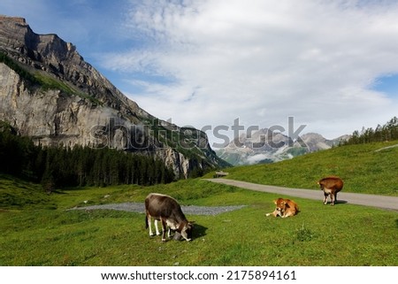 Cows grazing on the green grassy pasture by a hiking trail to Oeschinen Lake, with majestic Alpine mountains in background on a sunny summer day, near Kandersteg in Bernese Oberland, Switzerland Royalty-Free Stock Photo #2175894161