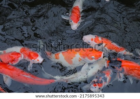 The beautiful multicolored koi fish in pond in the garden.