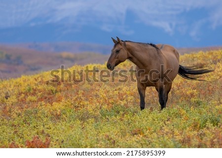 The Rocky Mountains provides the backdrop to this pasture in the foothills where a horse is standing, with its tail swishing at flies.  The pasture has turned color because it is autumn.