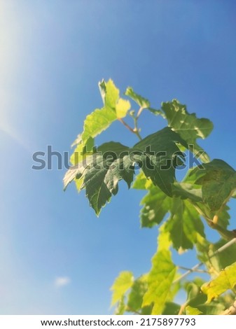Vitis also known as Grapevines is a genus of 79 accepted species of vining plants in the flowering plant family Vitaceae.  The photo showing the tip of the grapevines with blue sky as a background 