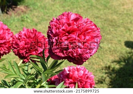 Peony variety ‘Red Grace'. Beautiful red flowers in sun, close-up